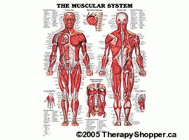 Muscular System