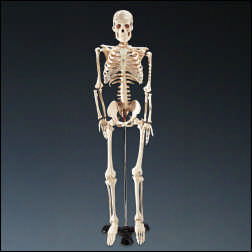 Mr. Thrifty Skeleton