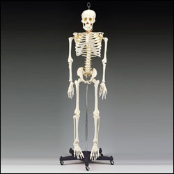 Budget Bart 4 foot Skeleton